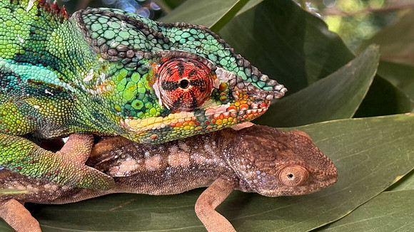 Mating Panther chameleons
