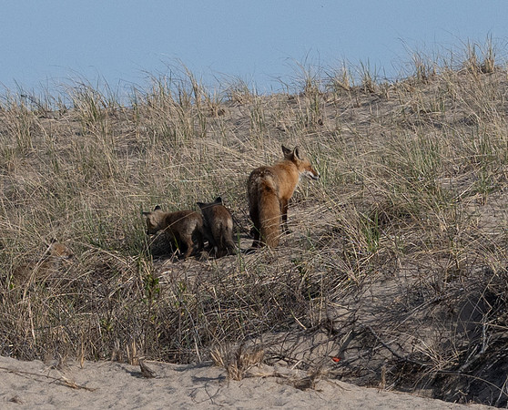 Cape Cod foxes 1