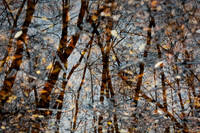 Frensham Ponds 2*