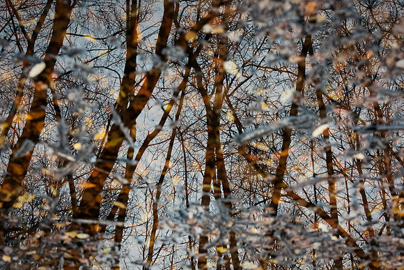 Frensham Ponds 2*